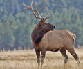 Elk Hunt